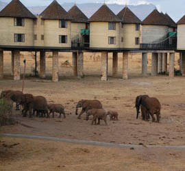 cover-safari-nel-masai-mara